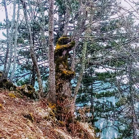 Konaci Gradina Bajina Basta